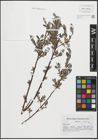 Foto von Salix repens L.